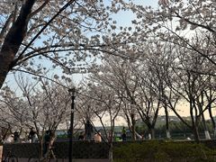 -高东镇樱花园