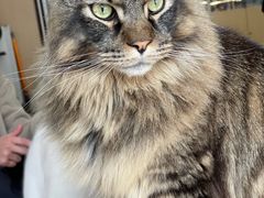 -鼓捣猫呢主题猫咖店