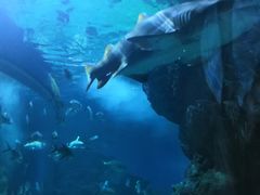 -暹罗海洋世界