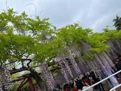 -嘉定紫藤园