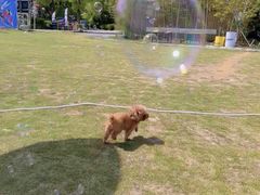 -不觉晓CAMPING(上海迪士尼营地店)