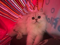 -欣宠猫屋·矮脚拿破仑·蓝金金渐层