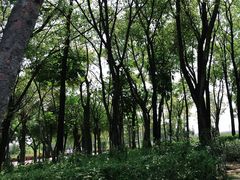 -深圳湾公园(南山区)