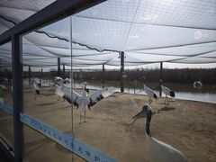 -盐城丹顶鹤湿地生态旅游区