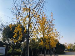 -长兴太湖图影湿地文化园