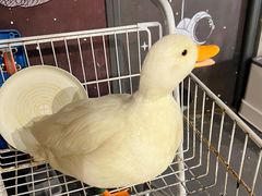 -浣熊柯尔鸭土拨鼠·电玩咖