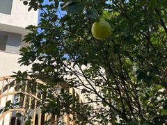 -花城苑广府菜(海心沙店)