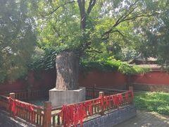 -天宁寺