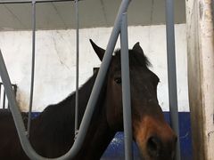 -重庆和泰马术俱乐部