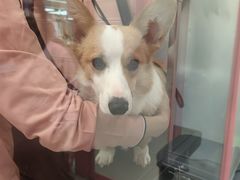 -FAELING PETS美天灵宠物(合生汇店)