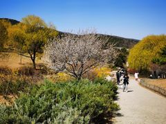 -北京西山国家森林公园