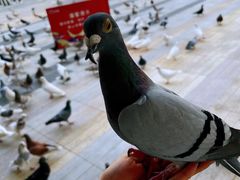 -奈雪的茶(华强北中航城店)