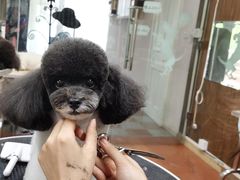 -鑫艺宠物美容培训学校