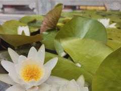 -天龙宝严素食馆(大兴善寺店)
