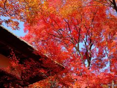 -常寂光寺