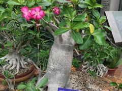 -国家植物园南园