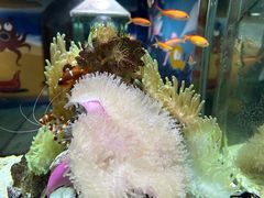 -太平洋海底世界