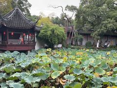 -上海醉白池公园
