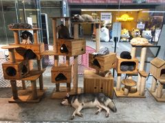 -more than meow吴止猫主题餐厅(承德 中船汇店)