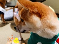 -逗柴咖啡屋·狗咖猫咖宠物桌游