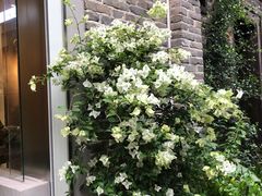 -苏家巷36号公馆