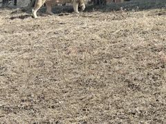-沈阳森林动物园