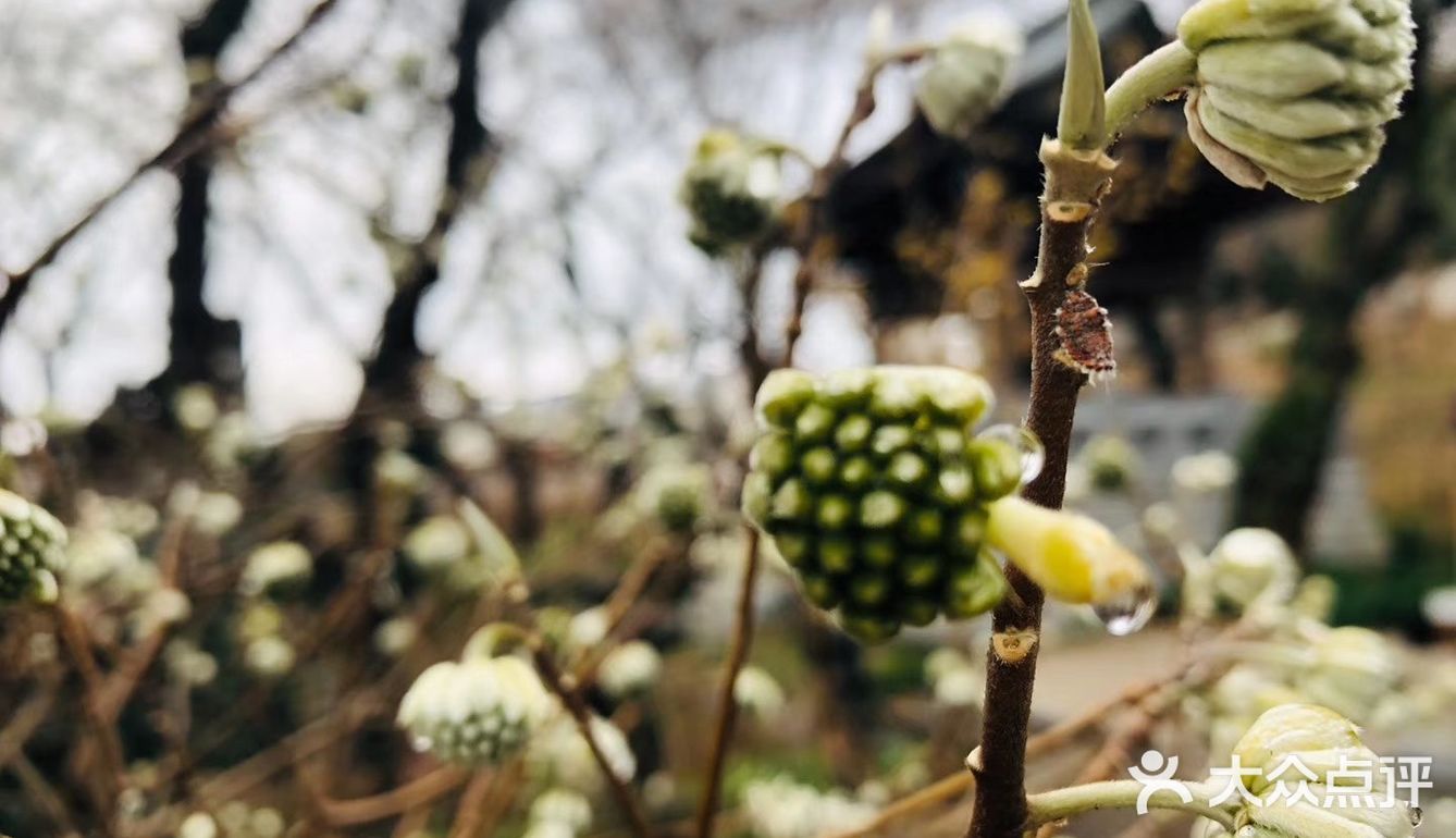 无名的神社，读书的花园
