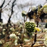 无名的神社，读书的花园