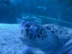 -太平洋海底世界