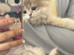 -老吴的猫·猫舍(新区店)