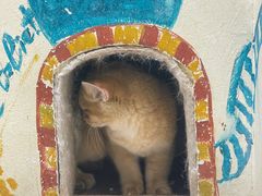 -藏猫猫咖啡主题馆(中央大道店)