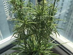 小区环境-新湖明珠城