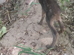 -北京麋鹿生态实验中心