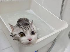 -babydoll猫舍·米努特·德文·缅因(久光中心店)