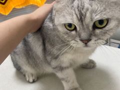 -瑞派长江宠物医院·猫科·外科·24小时夜护(谊城公寓分院)