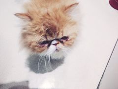 -藏猫猫咖啡主题馆(中央大道店)