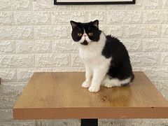-平行世界·猫咖(首经贸店)