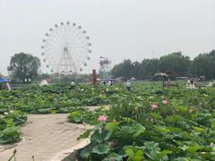 -白洋淀景区