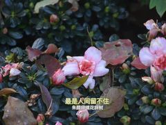 -杭州植物园