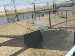 -盐城丹顶鹤湿地生态旅游区
