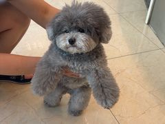 -瑞派申生动物医院·24H夜诊·国际动物医疗中心·骨外科(吴中路店)