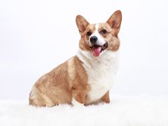 -Goku PET SHOP宠物视觉生活馆(双井店)