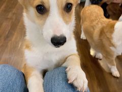 -柯斗斗主题餐厅·狗咖·围炉煮茶·茶饮(国瑞升平里店)