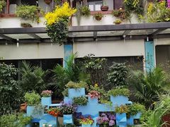 -深圳仙湖植物园