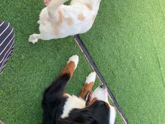 -汪说喵讲宠物乐园宠物酒店(红星美凯龙店)