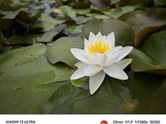 -白洋淀风景区