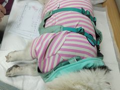 -美联众合动物医院·24h转诊中心