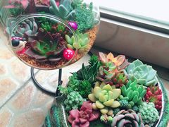 -龙大花卉苗木市场