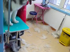 -小叮当动物医院·骨科·眼科