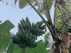 -云溪植物园